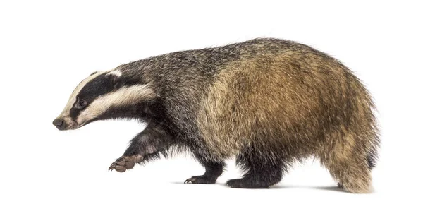 Zijaanzicht Van Een Europese Das Die Wegloopt Geïsoleerd — Stockfoto