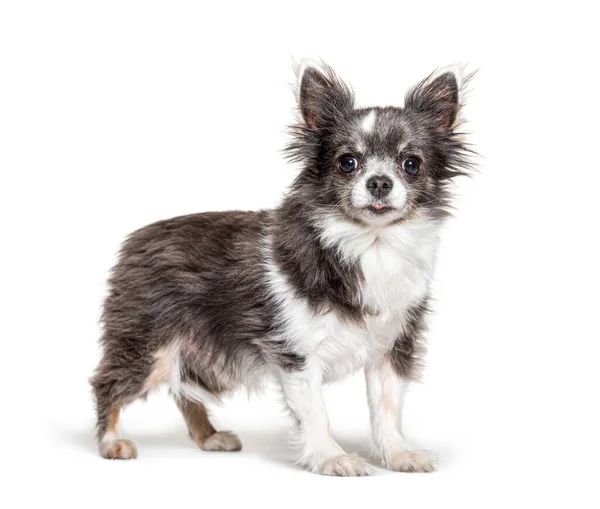 Aranyos Álló Chihuahua Elszigetelt Fehér — Stock Fotó