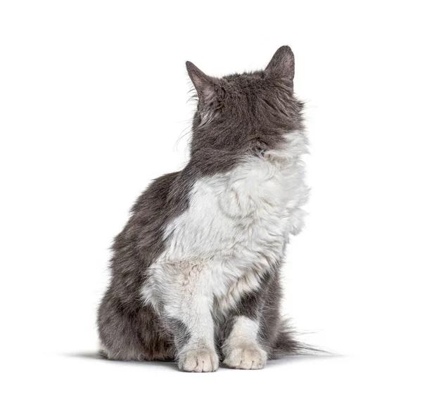 Melez Kedi Oturuyor Arkasına Bakıyor — Stok fotoğraf