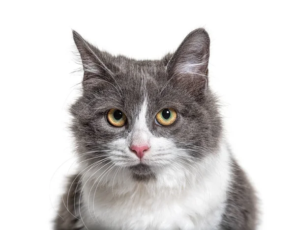 Närbild Ung Crossbreed Katt Blå Öga — Stockfoto