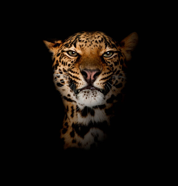 Leopard, Panthera pardus, lying in front of black background