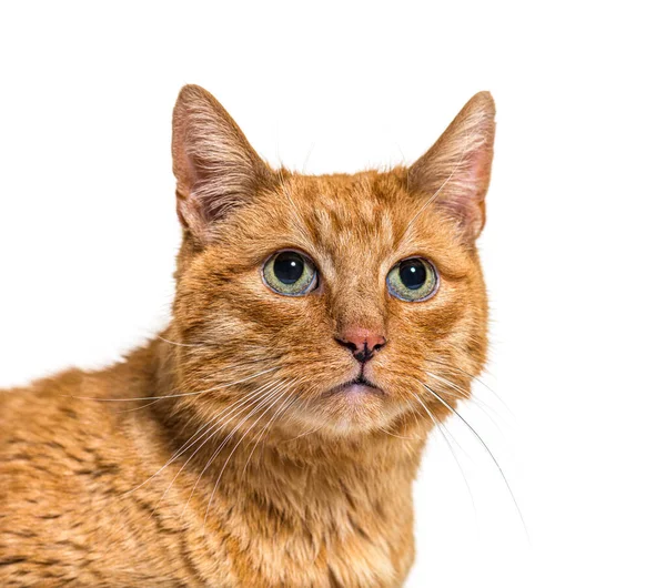 Close Gato Gengibre Muito Velho Com Lentigo Ruído Lábios — Fotografia de Stock