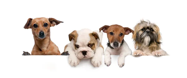 Ομάδα Σκύλων Κατοικίδιων Ζώων Ακουμπισμένα Μια Λευκή Άδεια Σανίδα — Φωτογραφία Αρχείου