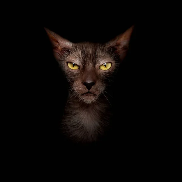 Porträt Einer Lykoi Katze Auf Schwarzem Hintergrund — Stockfoto
