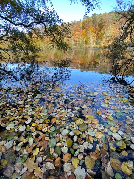 Foglie Morte Cadute Galleggianti Sulla Superficie Dell Acqua — Foto Stock