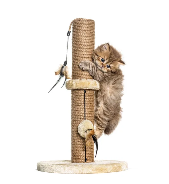 Kitten British Longhair Cat Playiong Cat Trees — Stock Photo, Image