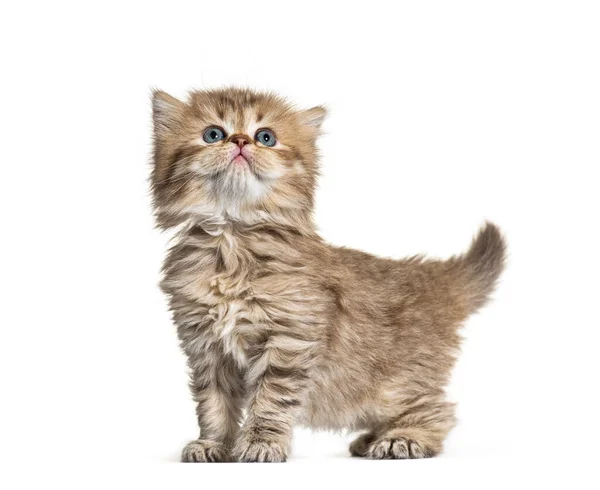 Side View Kitten British Longhair Looking — Stock Photo, Image