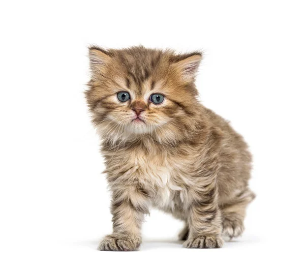 Kitten British Longhair Standing Isolated White — Stock Photo, Image