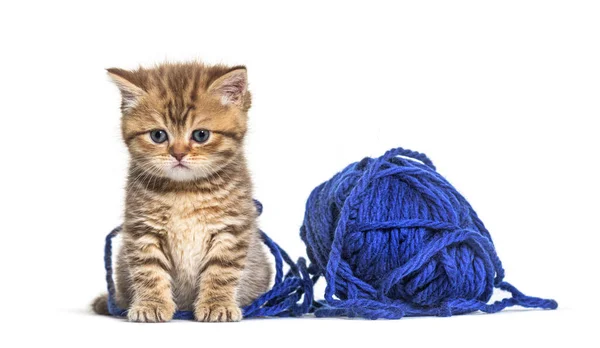 Kitten Britisch Kurzhaar Katze Spielt Mit Einem Blauen Wollknäuel — Stockfoto