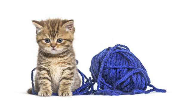 Kitten British Shorthair cat playing with a blue ball of wool