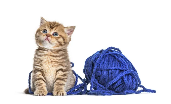 Kitten British Shorthair Cat Playing Blue Ball Wool — Stock Photo, Image