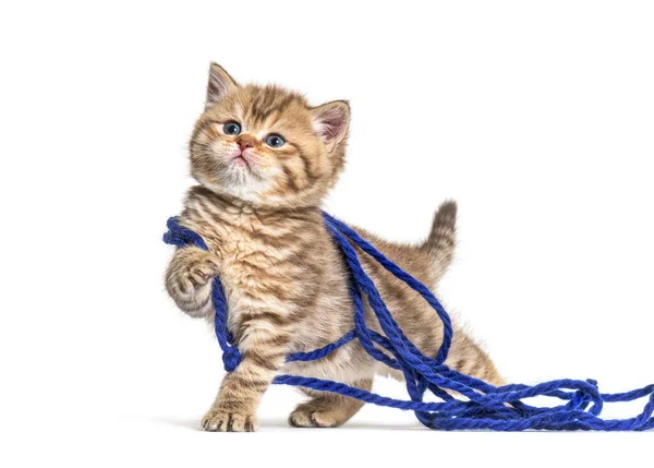 Kedicik Ngiliz Shorthair Kedisi Mavi Yün Yumağıyla Oynuyor — Stok fotoğraf