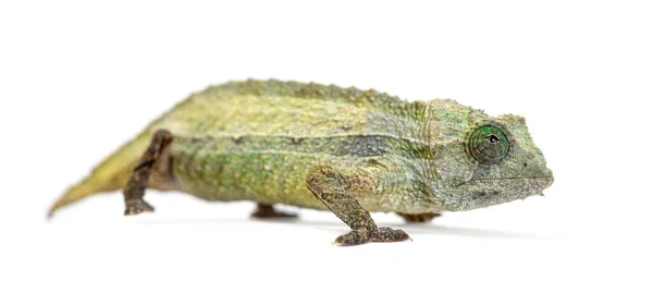 Side View Bearded Leaf Chameleon Isolated White — Stock Photo, Image