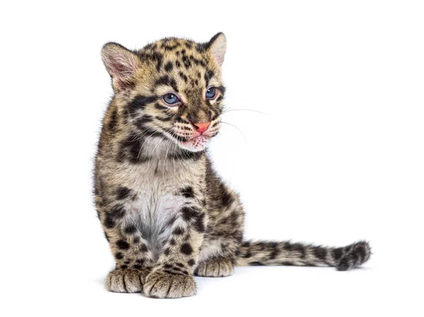 Двухмесячный Детеныш Леопарда Туманность Neofelis Изолированный Белом Фоне — стоковое фото