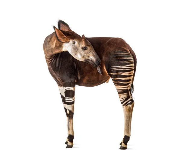 Okapi Okapia Johnstoni Geïsoleerd Wit — Stockfoto