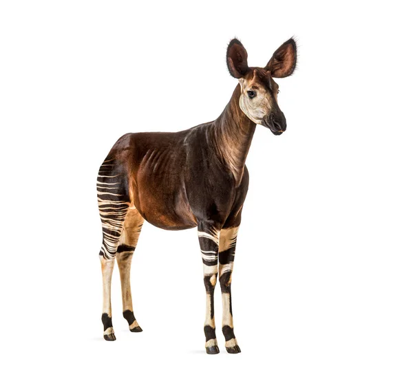 Okapi Okapia Johnstoni Geïsoleerd Wit — Stockfoto