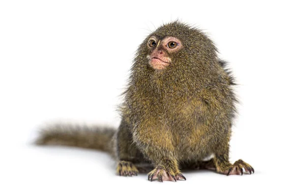 Pigmeo Marmoset Cebuella Pygmaea Isolato Bianco — Foto Stock