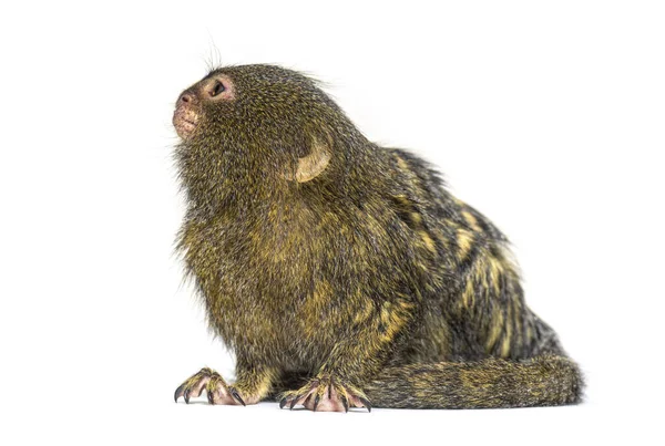 Pygmy Marmoset Cebuella Pygmaea Isolated White — Stock Photo, Image