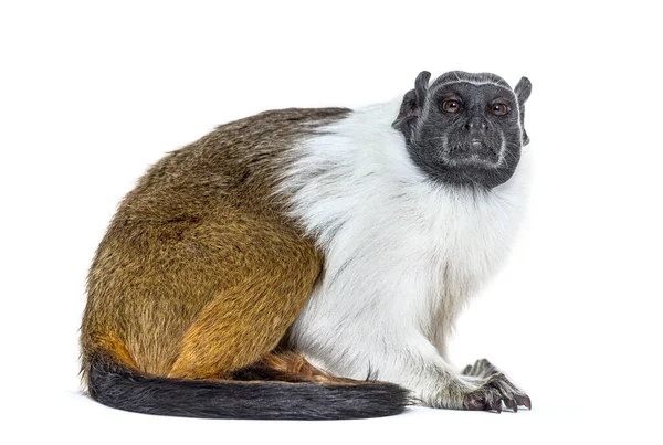 Pied Tamarin Saguinus Bicolor Geïsoleerd Wit — Stockfoto