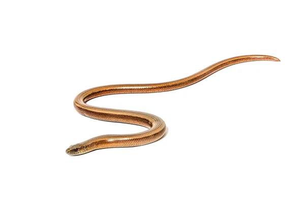 Slow Worm Anguis Fragilis Isolado Branco — Fotografia de Stock