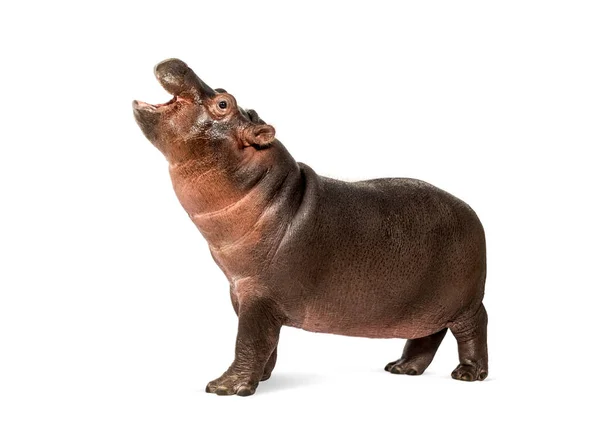 Hippo Kalf Maanden Oud Geïsoleerd Hippopotamus Amfibie — Stockfoto