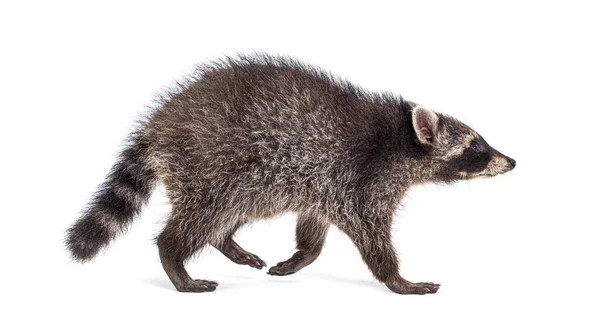 Zijaanzicht Van Een Jonge Wandelende Wasbeer Geïsoleerd Wit — Stockfoto