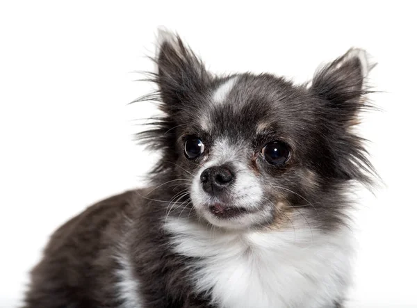 Portret Van Een Kleine Chihuahua Geïsoleerd Wit — Stockfoto