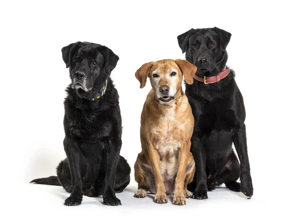 Groep Labrador Retriever Honden Geïsoleerd Wit — Stockfoto