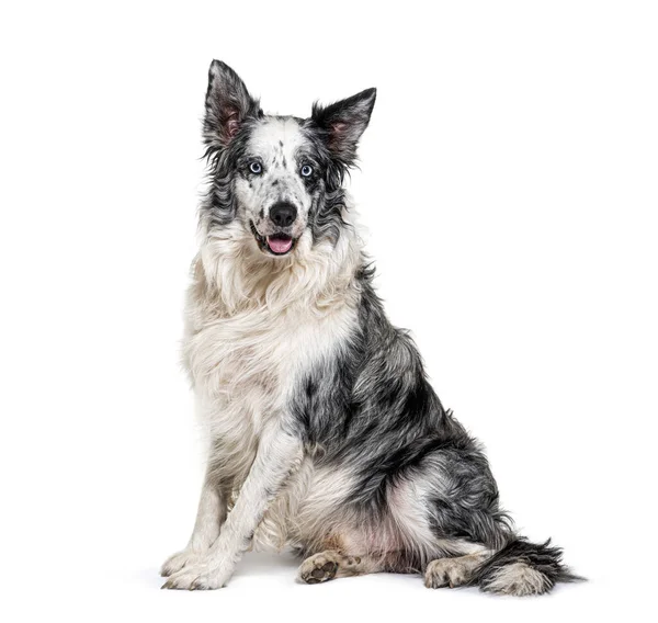 Blue Eyed Blue Merle Border Collie Isoliert Auf Weiß — Stockfoto