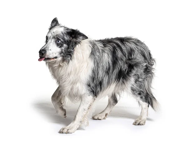 Blue Eyed Blue Merle Border Collie Isolated White — Stock Photo, Image