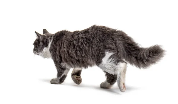 Grey White Crossbreed Cat Going Away — Stock Photo, Image