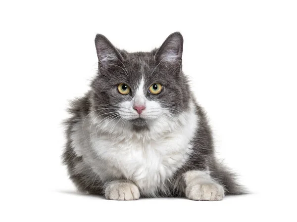 Kitten Crossbreed Cat White Grey Lloking Camera — Stock Photo, Image