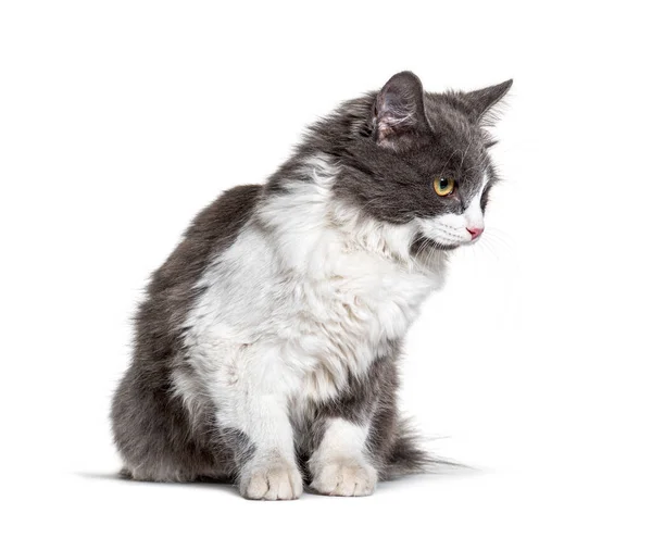 Kätzchen Mischlingskatze Weiß Und Grau Wegschauen — Stockfoto