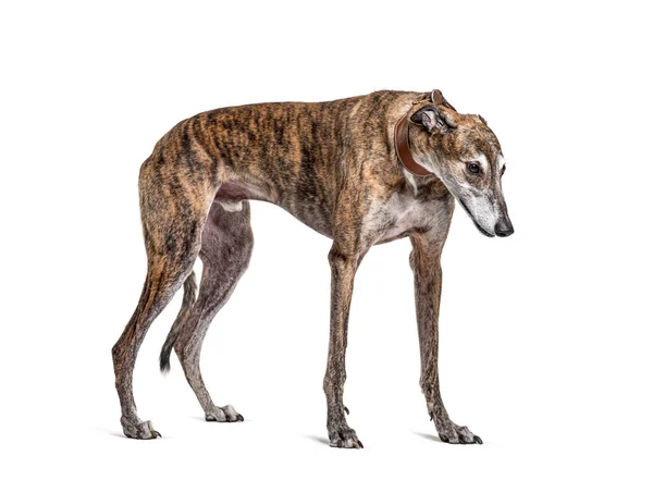 白に隔離された古い灰色の茶色の灰色の猟犬 — ストック写真