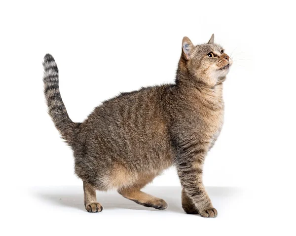 Side View Crossbreed Cat Looking — Stock Photo, Image