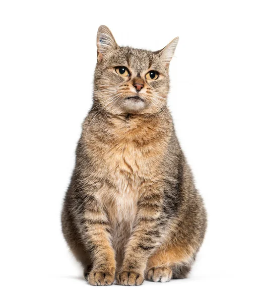 Sitter Crossbreed Katt Isolerad Vitt — Stockfoto