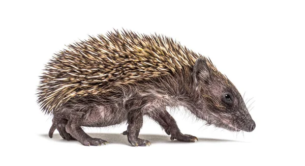 Side View Baby European Hedgehog Walking White Background — Stock Photo, Image