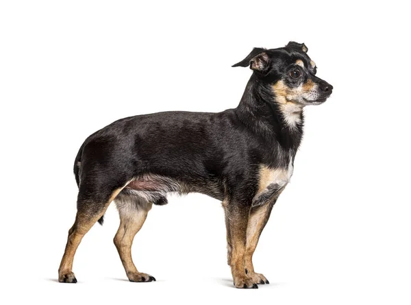 Oude Zwarte Bruine Pinscher Hond Geïsoleerd — Stockfoto
