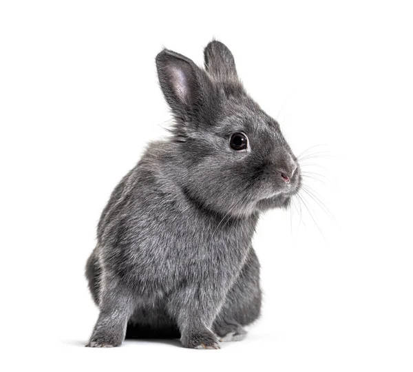 Grey Young Rabbit Standing Front Isolated — Stock Photo, Image