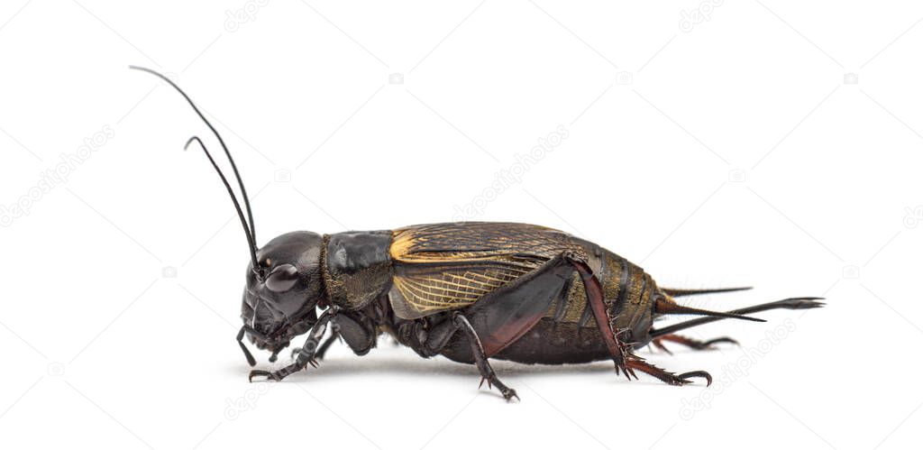 Female field cricket, isolated on white