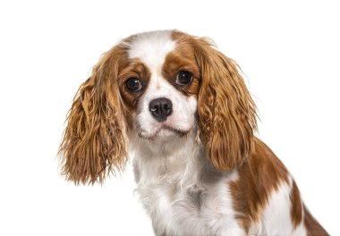 Şövalye Kral Charles Spaniel, izole edilmiş köpek.