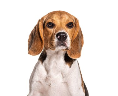 Beagle Head şutu, beyaz üzerine izole edilmiş