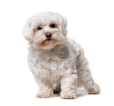 Ayakta duran Maltese köpeği, beyazda soyutlanmış.