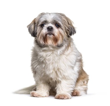 Shih Tzu kameraya bakıyor, beyaz üzerine oturuyor.