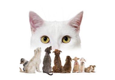Back view of a group of pet looking a big cat clipart
