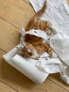 Zencefilli kedi, melez kedi, yumuşak beyaz kağıtla oynayan