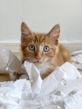 Ginger Kitten, melez kedi, yumuşak beyaz kağıtla oynuyor.