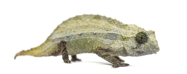 Side View Bearded Leaf Chameleon Isolated White — Stock Photo, Image