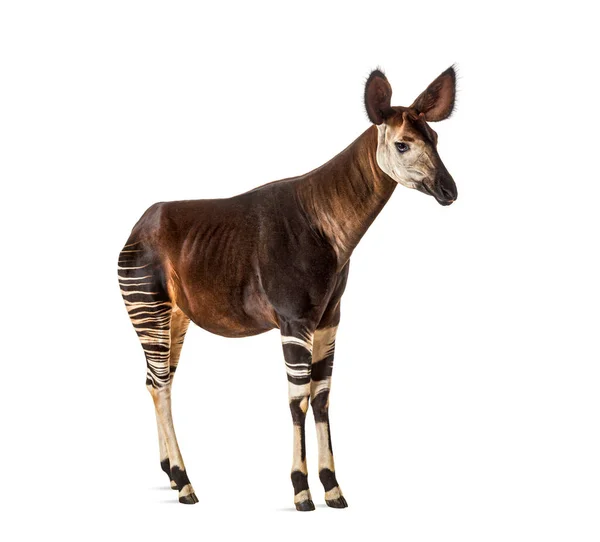 Okapi Okapia Johnstoni Geïsoleerd Wit — Stockfoto