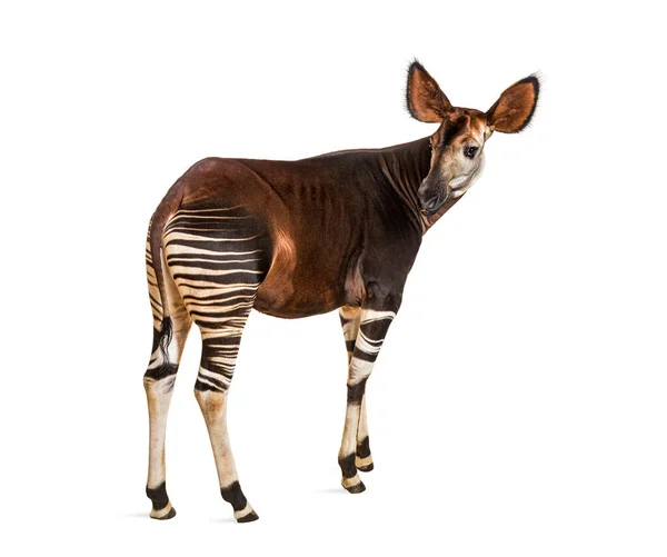 Okapi Okapia Johnstoni Fehér Alapon Izolálva — Stock Fotó
